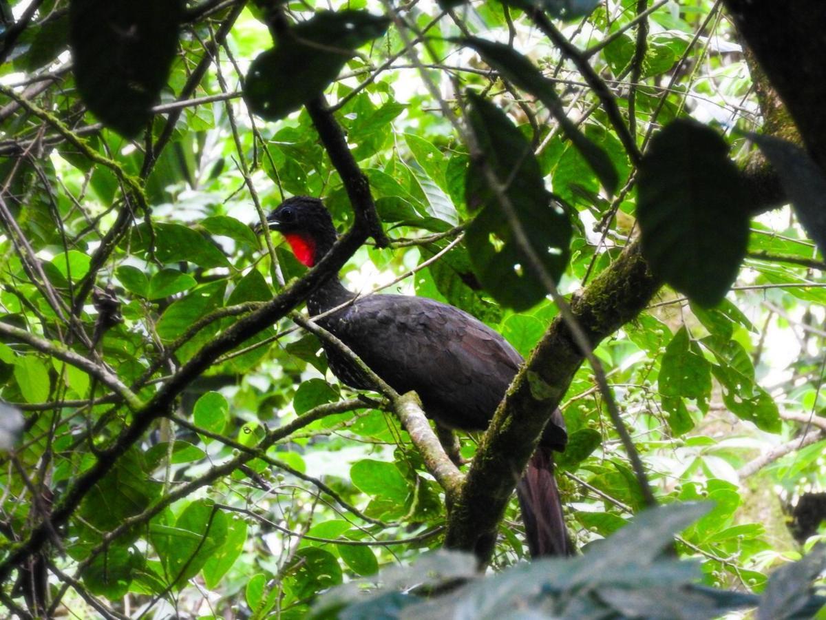 Sangregado Lodge La Fortuna Eksteriør bilde